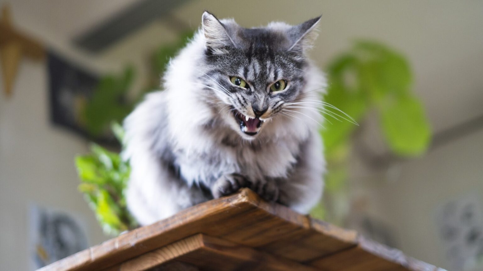 猫が威嚇する理由ってなに？保護した猫がなつかない場合や威嚇や攻撃をしてくる理由と原因・対処法を解説 | 猫ぐらし